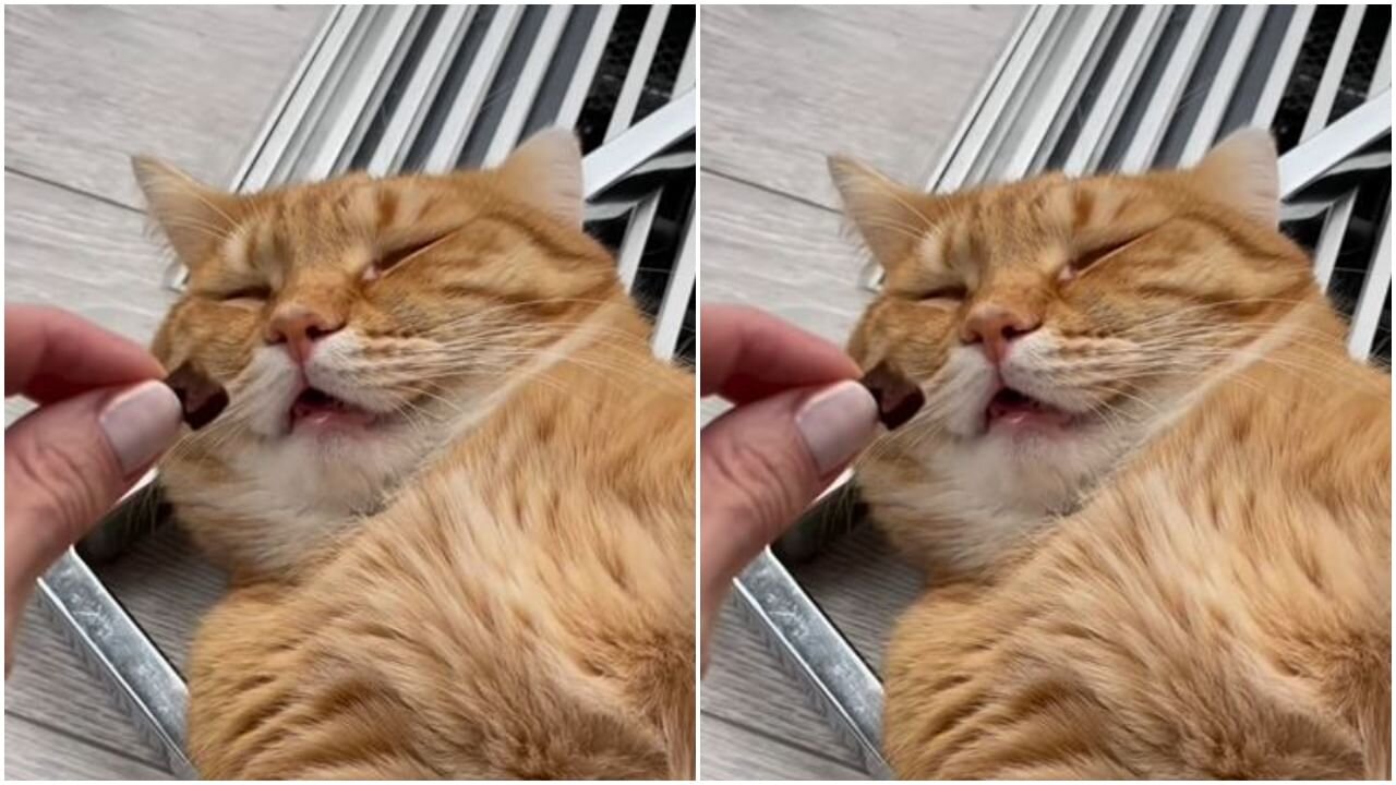 Funny baby cats 3 compilation