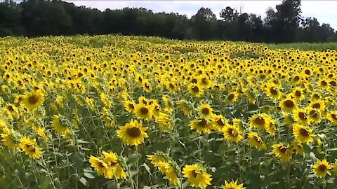 Wadsworth man’s labor of love is now 'Medina Sunflower Farm' and open to the public