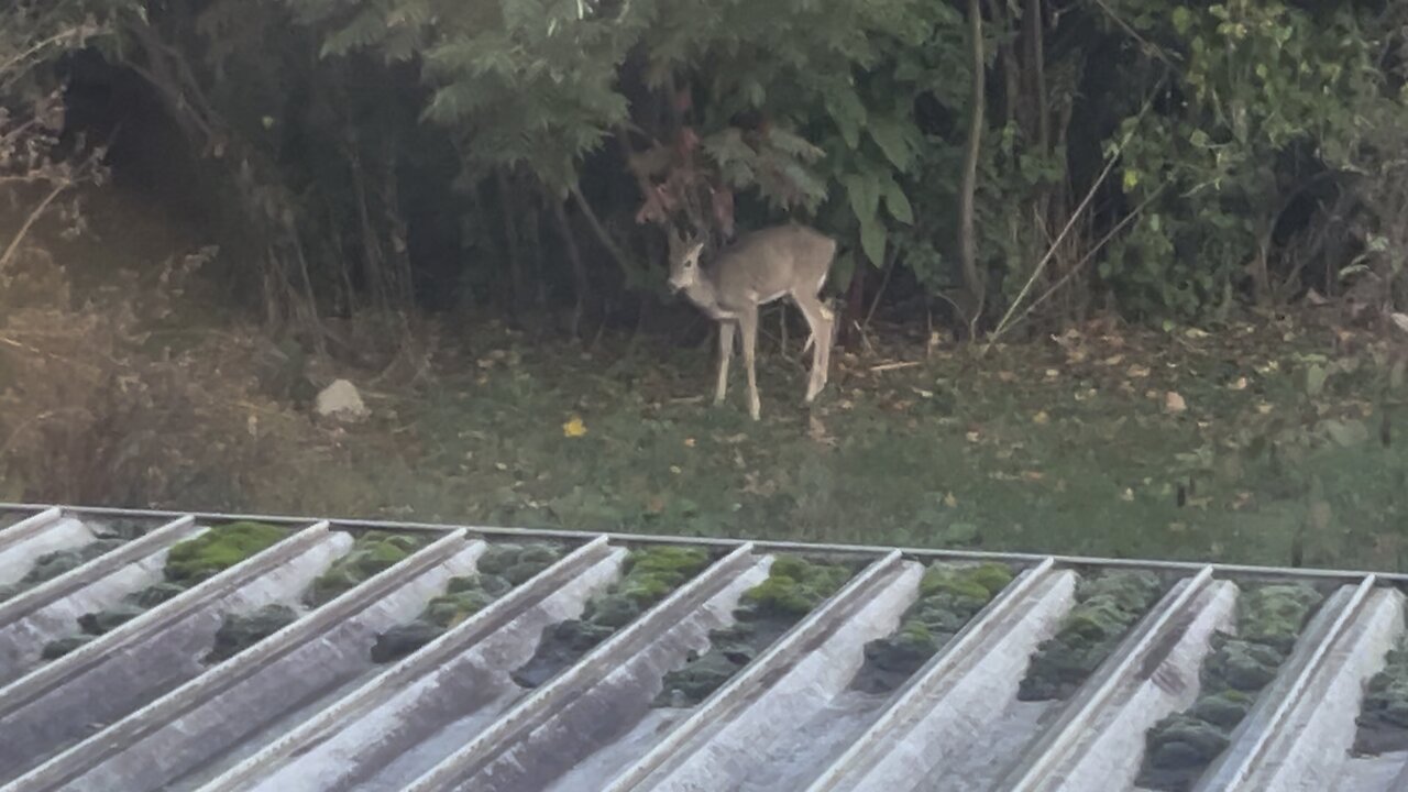 Young buck came to visit.