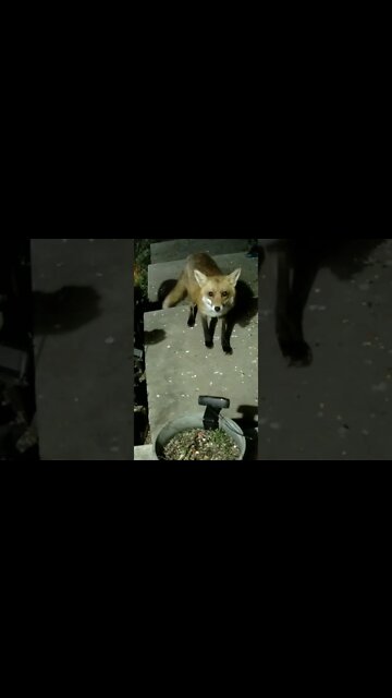 Fox Screams #Shorts 😮