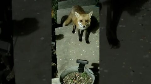 Fox Screams #Shorts 😮