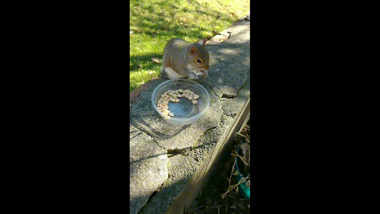 Hungry Squirrel 🐿️.