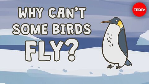 Why can't some bird's fly?