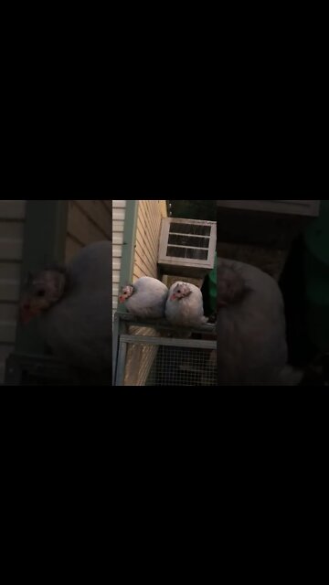 Breaking up fight between young Guinea fowl 😂