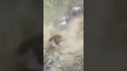 الأسد موراني الوحيد المتبقى من تحالف الفرسان