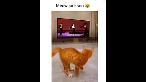 funny cat video dancing Micheal Jackson