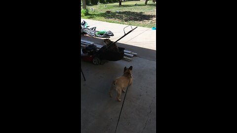 French Bulldog pestering the cat