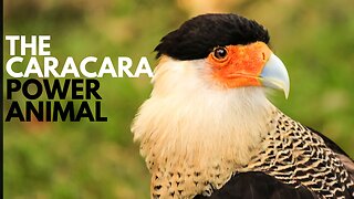 Caracara Power Animal