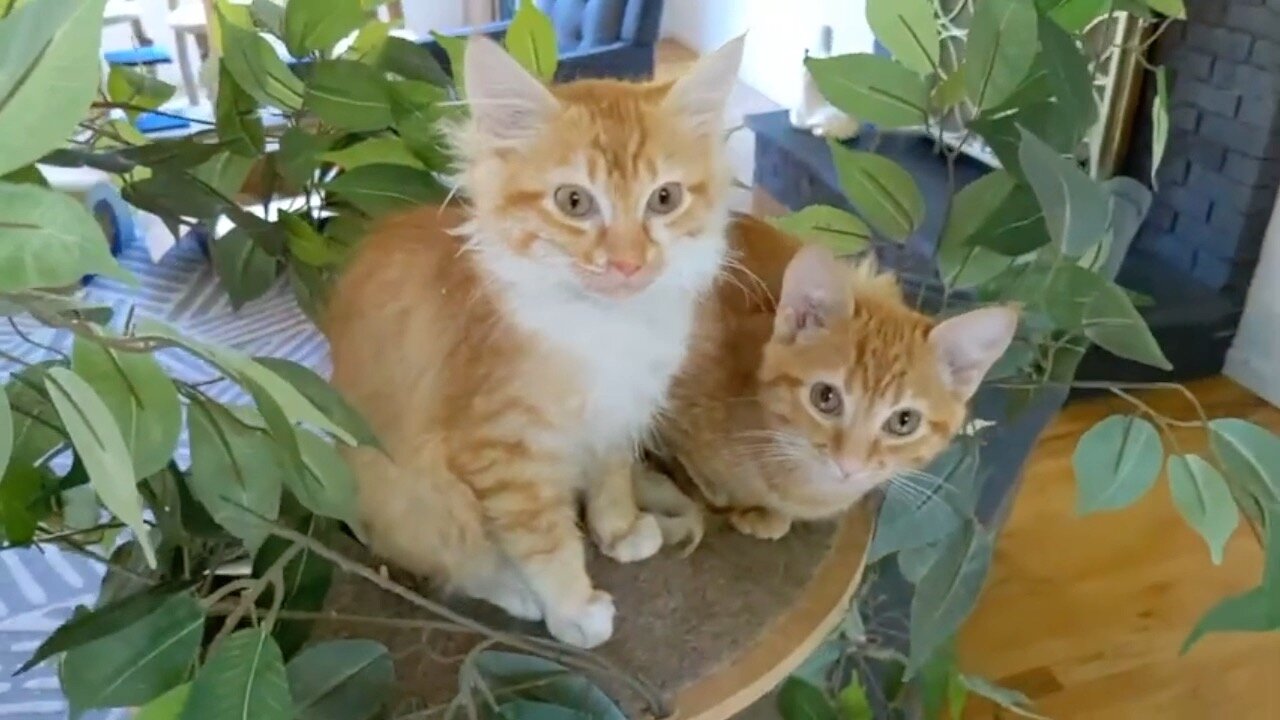 Cute Kittens And Cats Playing and Hanging Out