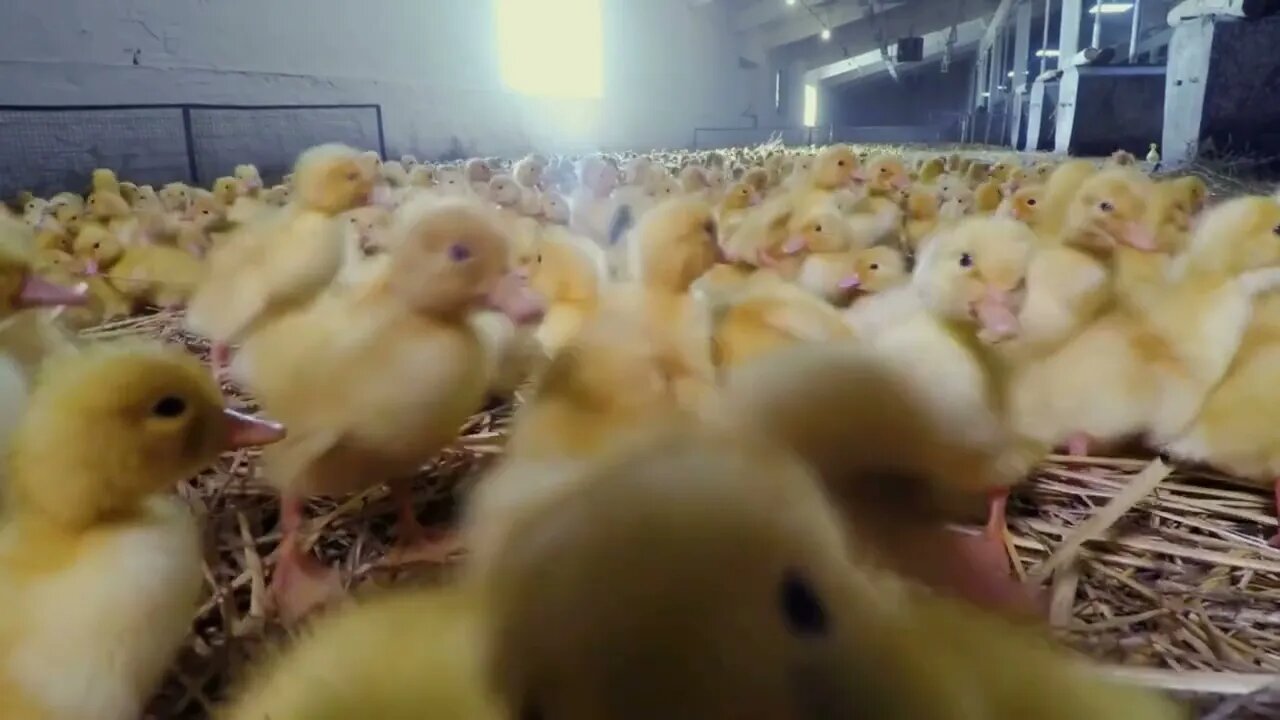 Newborn ducklings growing at poultry farm for sale