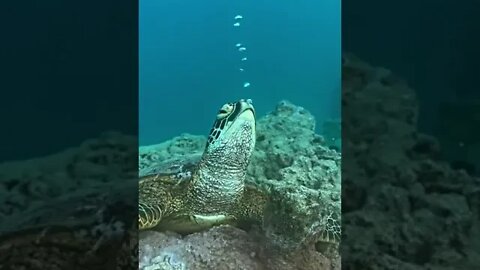 Turtle making bubbles