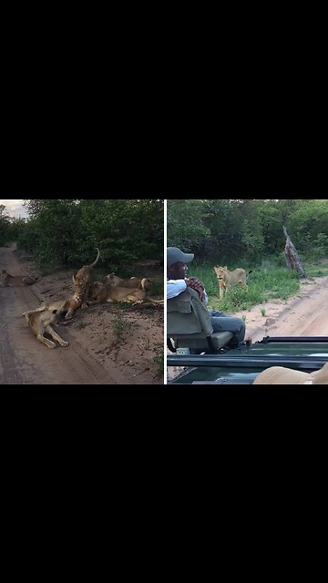 Safari guide comes face to face with lioness