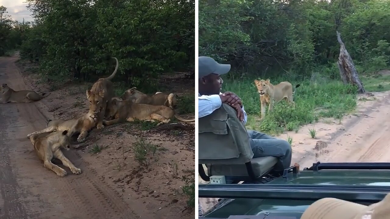 Safari guide comes face to face with lioness