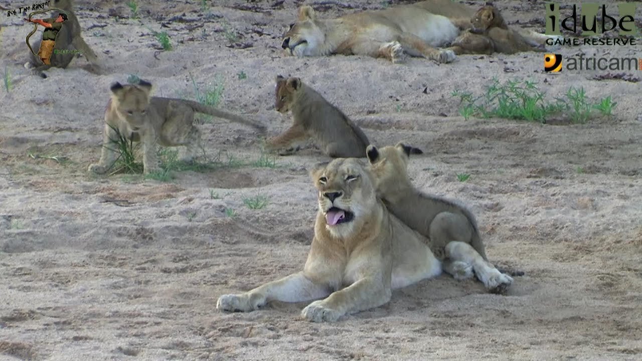 LIONS: Following The Pride 14: Play Fighting