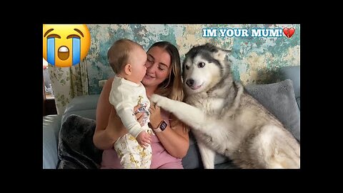 Husky Thinks She’s My Babies Mum!😭.