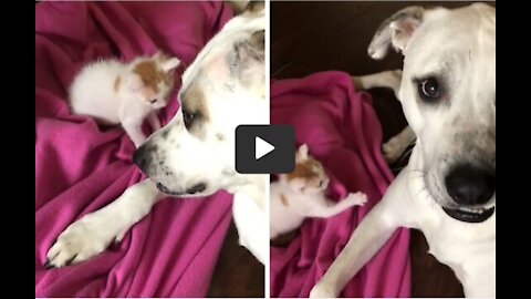 Dog plays with rescued foster kitten during babysitting duties