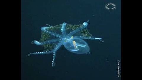 This rarely-seen glass octopus filmed by an underwater robot during an expedition of Phoenix Islands