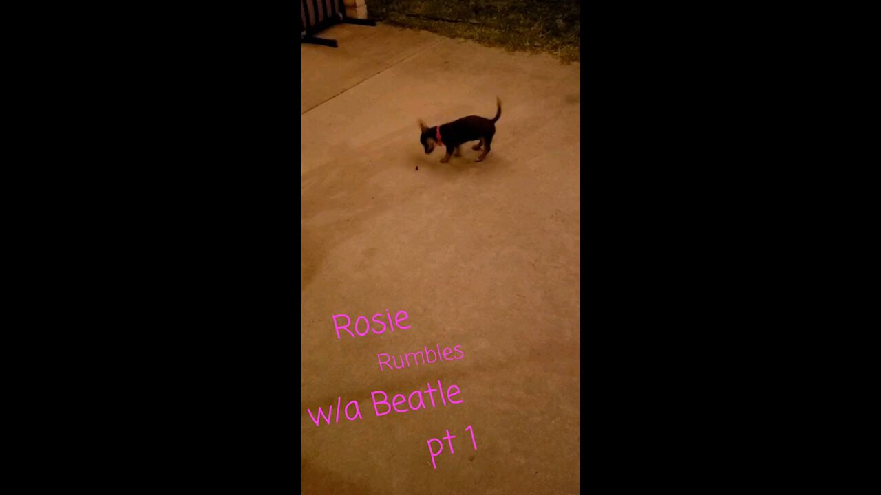 ROSIE RUMBLES w/a BEATLE Part 1 of 3 on the BACK PORCH