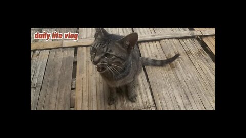 cute funny cat | daily life vlog