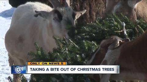 Parma farm wants your Christmas tree for goat food