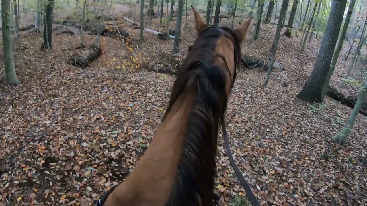 Crazy Horse!