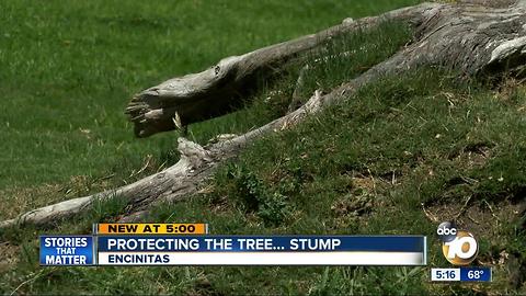 Encinitas residents rally to save tree stump