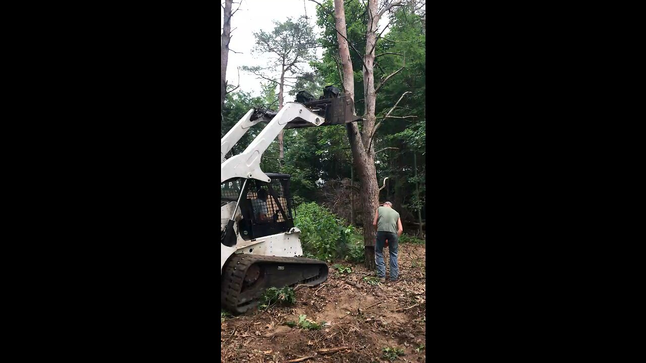 Tree removal