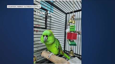 28 birds stolen from Parrot Outreach Society