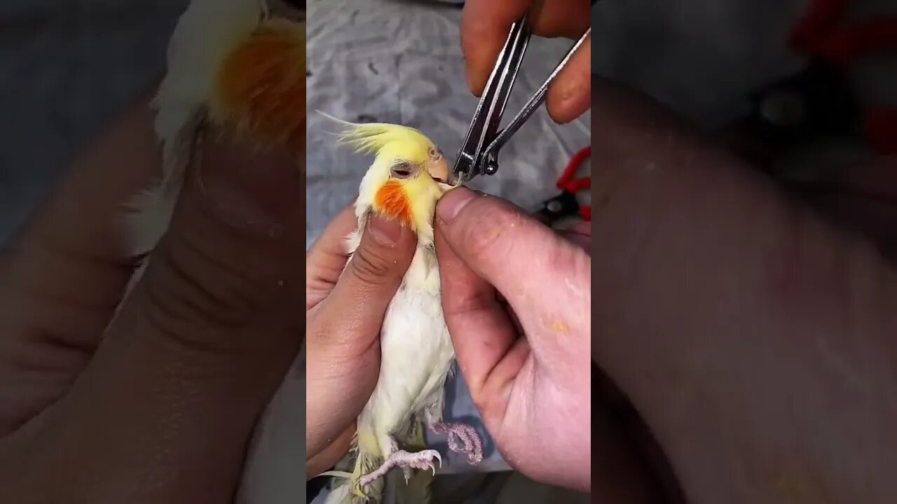 Growing Up of Adorable Pets Parrot Breeding