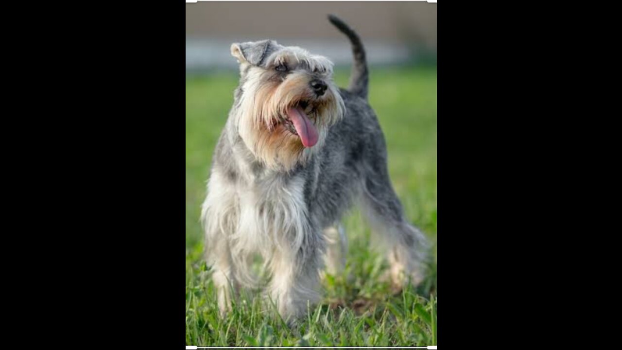 SCHNAUZER Miniature Schnauzer Step-by-Step Crawl Training