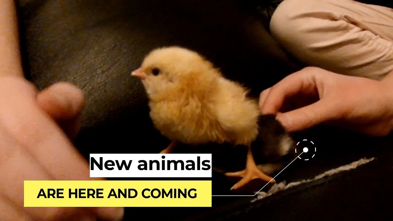 New animals here and coming