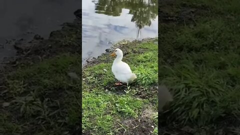 Farm Ducks Morning Swim | Growing Up On a Dream Farm #shorts