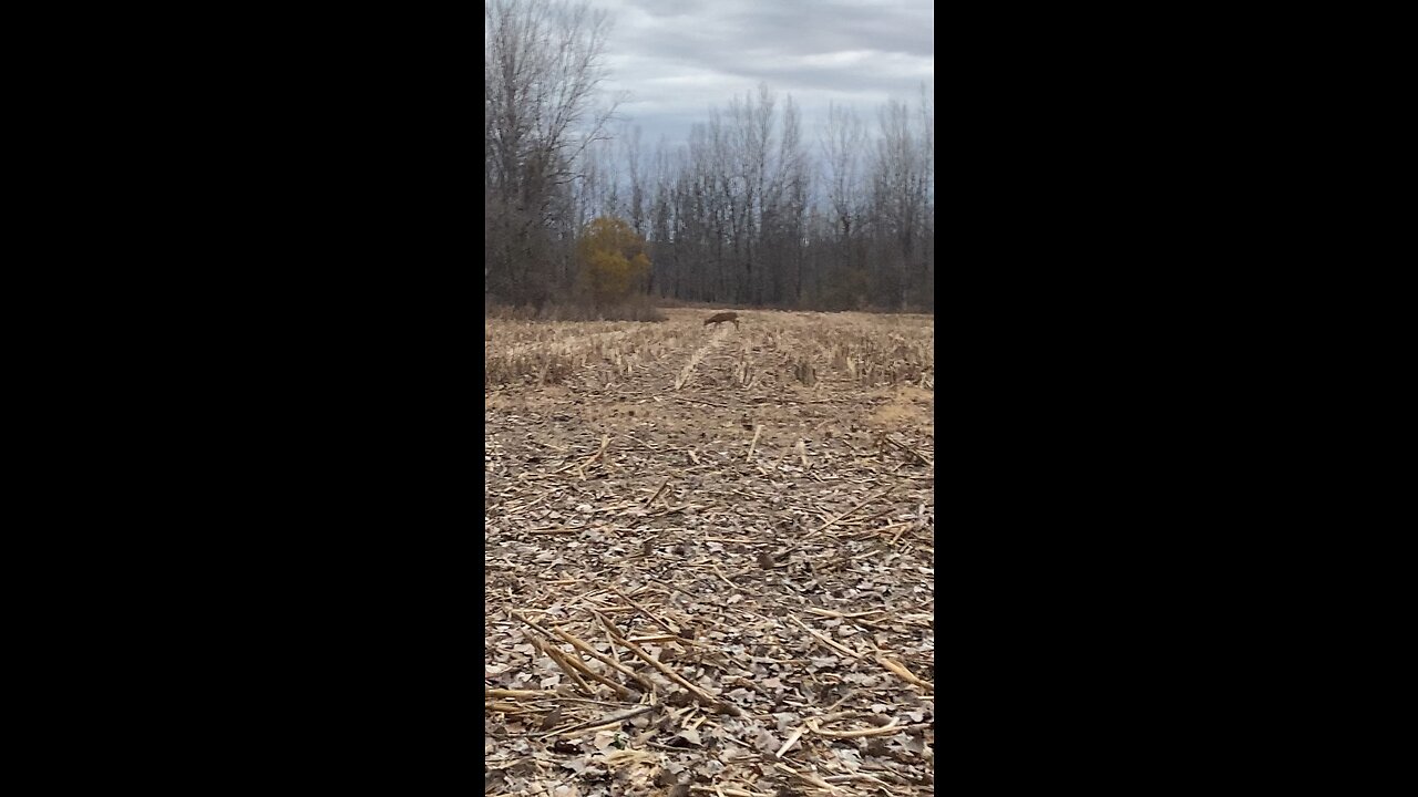 Little Buck at Plowboy Bend