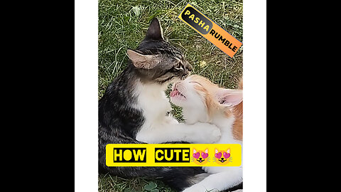 Two beautiful and cute cats making love😻😽