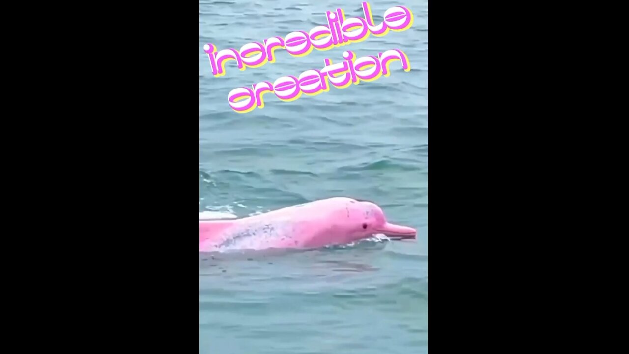 Pink dolphin