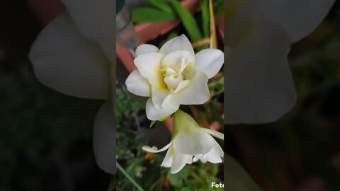 Freesia