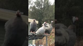 Chorus of female guinea fowl
