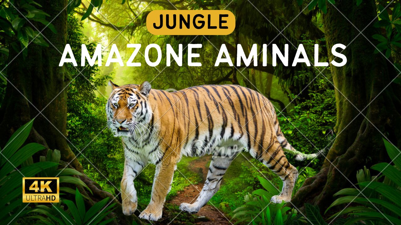 Animals of amazone-4K- Animales that call the jungle home | Amazone Rainforest