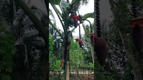 Pohon Pisang Bercabang 3 😳