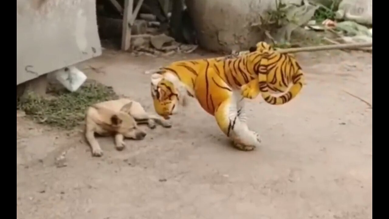 Trolls prank funny dogs & fake lions and fake tigers prank dogs