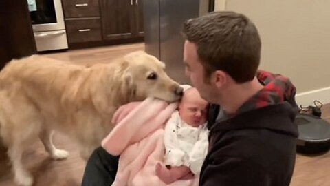 Adorable Golden Retriever Pretends Not To Notice New Baby
