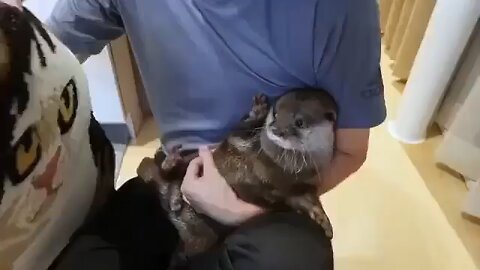 cutest otter