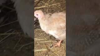 Red eyed cinnamon guinea fowl keet