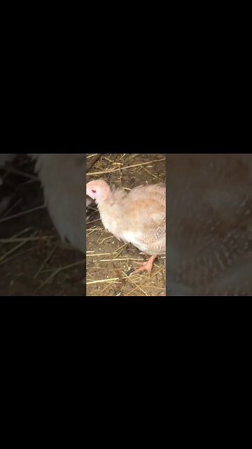 Red eyed cinnamon guinea fowl keet