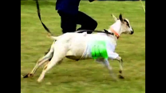 Goats Go Racing In Kenya