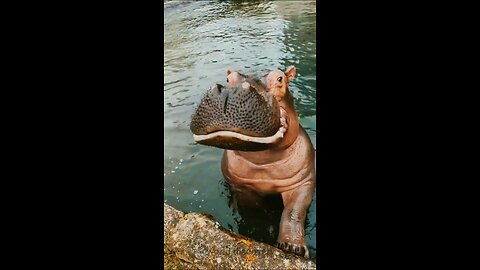 look at this hippo eating watermelon