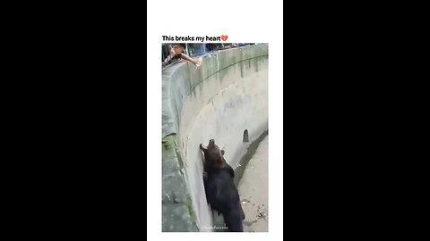 Hungry bear