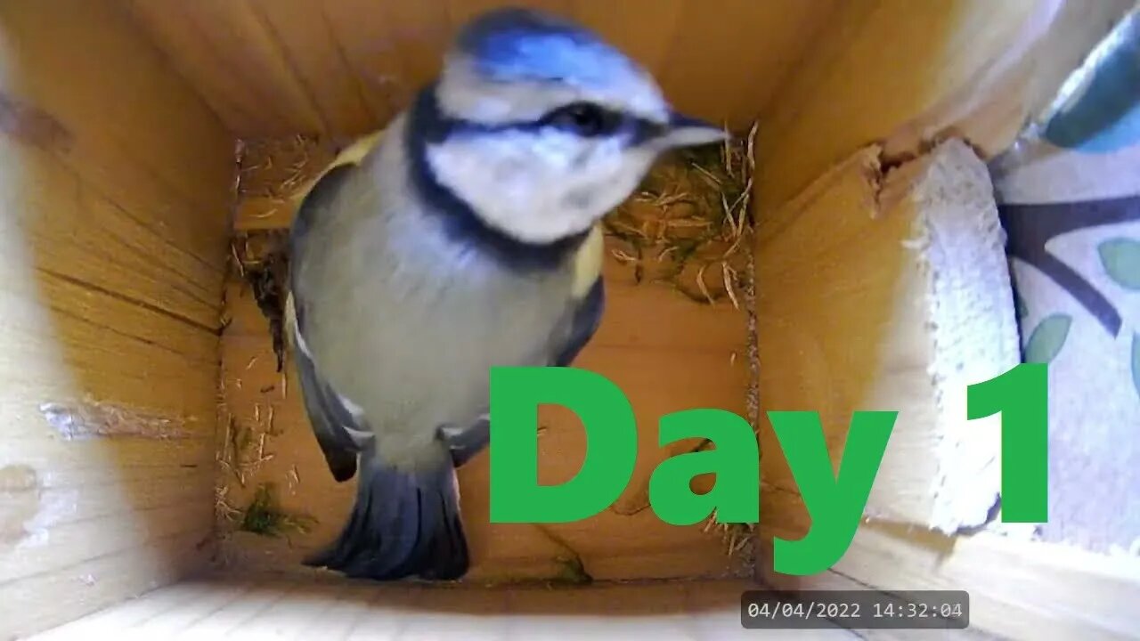 Blue Tit Nest Building Day 1 Highlights