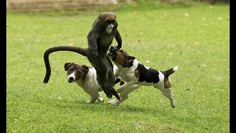 FUNNY DOG TRIED TO STREESS THE MONKEY KKKKK