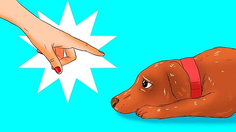 Some Harmful Things You Do To Your Dog Without Realizing It